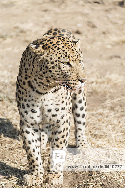 Leopard (Panthera pardus)  Khomas  Namibia