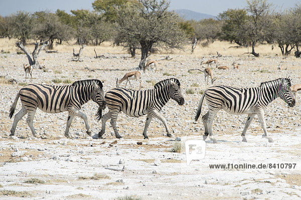 Steppenzebras (Equus burchelli)  Etosha-Nationalpark  Namibia
