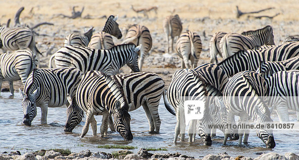 Steppenzebras (Equus burchellii) an der Wasserstelle  Etosha-Nationalpark  Namibia