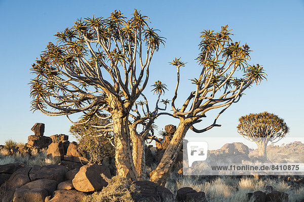 Köcherbaum oder Kokerbaum (Aloe dichotoma)  bei Keetmanshoop  Namibia