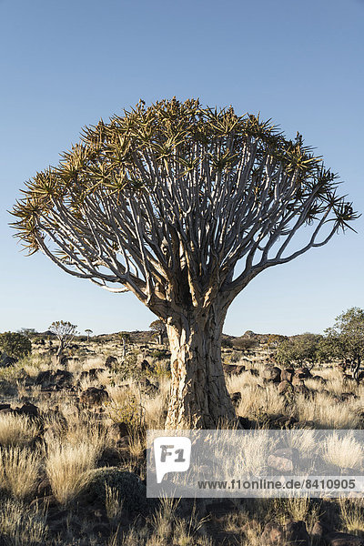 Köcherbaum oder Kokerbaum (Aloe dichotoma)  bei Keetmanshoop  Namibia