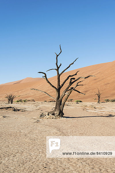 Dead tree in a dried-up salt and clay pan  Dead Pan  Sossusvlei  Namib Desert  Namibia
