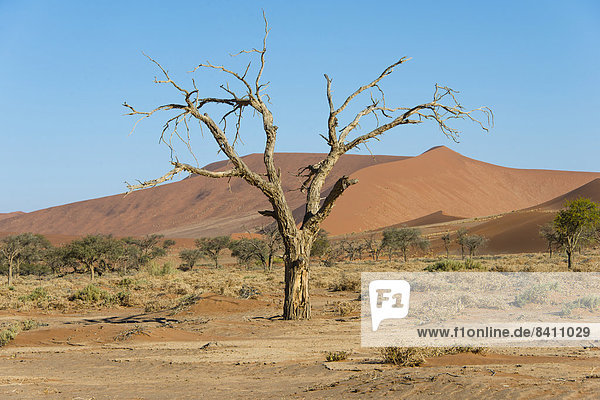 Trockener Baum in den Dünen  Sossusvlei  Namib Naukluft Park  Namibia