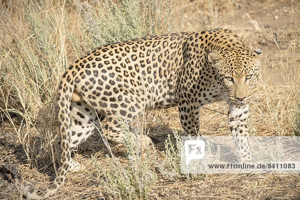Leopard (Panthera pardus) Khomas Namibia