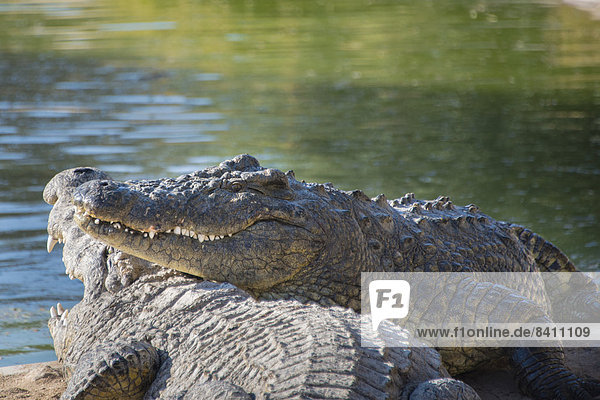 Nilkrokodile (Crocodylus niloticus)  Krokodil-Farm  Otjiwarongo  Namibia