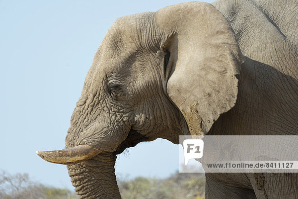 Afrikanischer Elefant (Loxodonta africana)  Portrait  Etosha-Nationalpark  Namibia