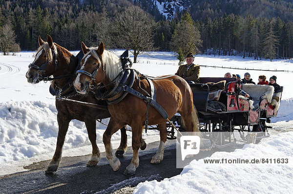 Pferdeschlittenfahrt von Rottach in das Weissachtal zur Weissachalm  Tegernseer Land  Oberbayern  Bayern  Deutschland
