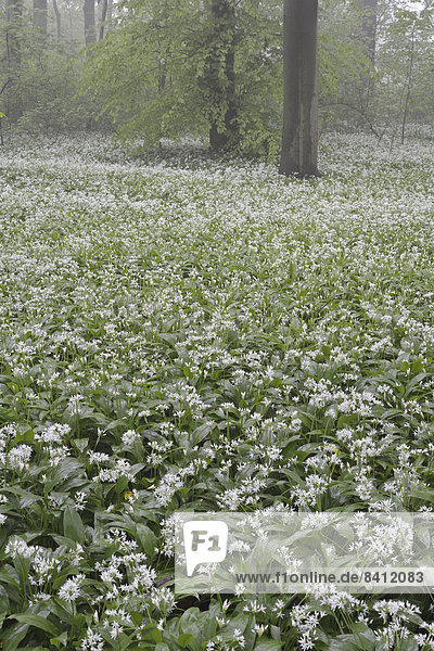 Bärlauchblüte  Bärlauch (Allium ursinum) im Frühlingswald im Nebel  Leipzig  Sachsen  Deutschland
