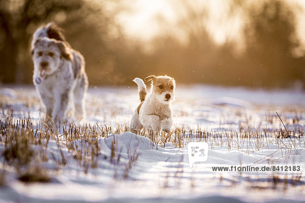 Eine junge Jack Russell Terrier Hündin und ein Mischlingshund laufen im Licht des Sonnenaufgangs über ein Feld  Döberitzer Heide  Wustermark  Brandenburg  Deutschland