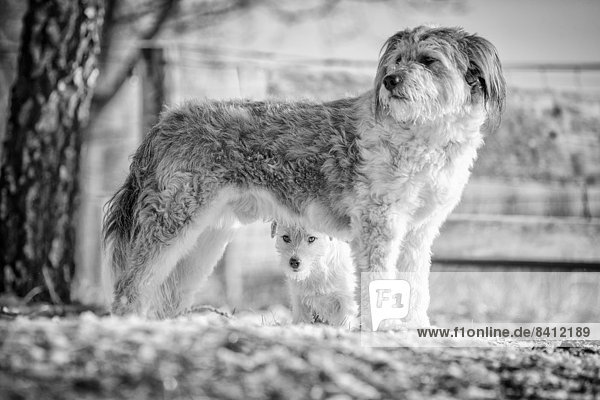 Eine junge Jack Russell Terrier Hündin sucht Schutz unter einem größeren Mischlingshund,  Döberitzer Heide,  Wustermark,  Brandenburg,  Deutschland