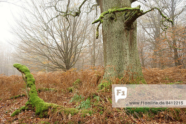 Alte Stieleiche (Quercus robur)  Urwald Sababurg  Hofgeismar  Nordhessen  Hessen  Deutschland