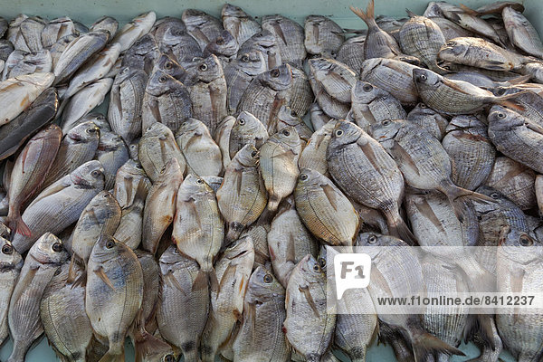 Fische in Auslage Fischmarkt im alten Hafen Altstadt Marseille Département Bouches-du-Rhône Region Provence-Alpes-Côte d?Azur Frankreich