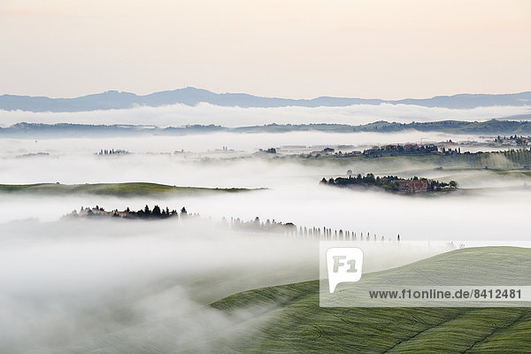 Nebelschwaden in den Tälern der Crete Senesi  Chiusure  Arbia  Toskana  Italien