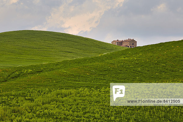 Einzelnes Haus zwischen hügeligen Feldern  Torrenieri  Toskana  Italien