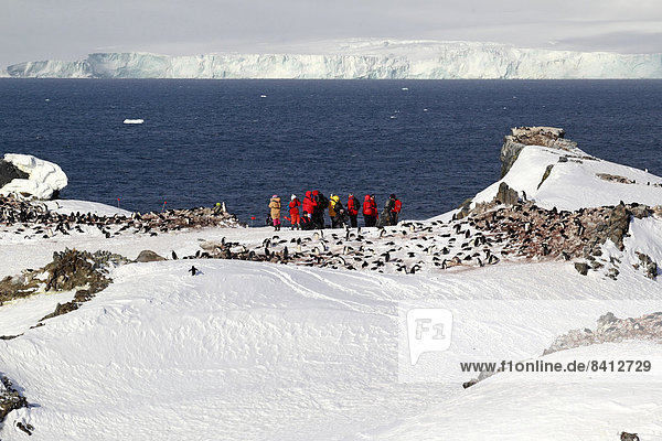 Tourists watching a penguin colony  Devil Island  Weddell Sea  Antarctica