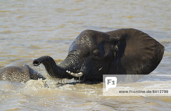 Afrikanischer Elefant (Loxodonta africana)  Bulle im Shingwedzi River  Krüger Nationalpark  Südafrika