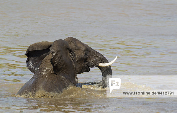 Afrikanischer Elefant (Loxodonta africana)  Bulle badet im Shingwedzi River  Krüger Nationalpark  Südafrika