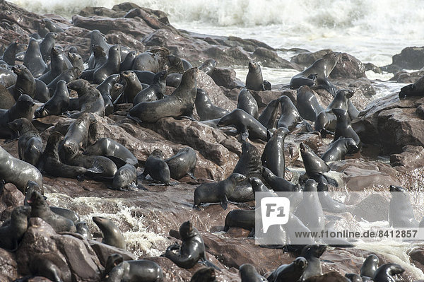 Nasse Südafrikanische Seebären (Arctocephalus pusillus) am felsigen Ufer mit Brandung Kreuzkap Region Erongo Namibia
