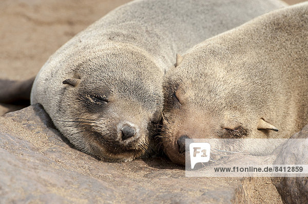 Südafrikanischer Seebär (Arctocephalus pusillus)  zwei Tiere schlafen Kopf an Kopf  Kreuzkap  Region Erongo  Namibia