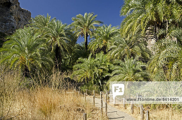 Palmenhain in der Kourtaliotiko-Schlucht  Kreta  Griechenland