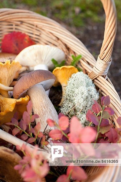 Basket of mushrooms and autumnal leaves