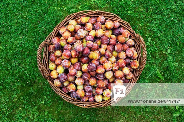 Basket full of plums  overhead view