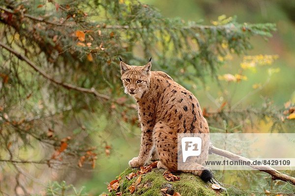 Wald  Close-up  close-ups  close up  close ups  Herbst  Eurasien  bayerisch  Luchs  lynx lynx