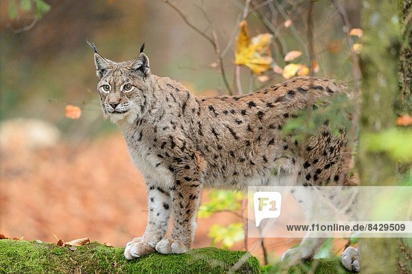 Wald Close-up Herbst Eurasien bayerisch Luchs lynx lynx