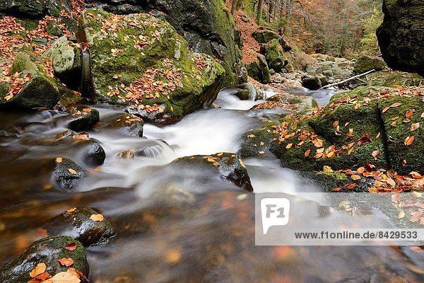 Landschaft  Wald  Herbst  Wasserbau  bayerisch