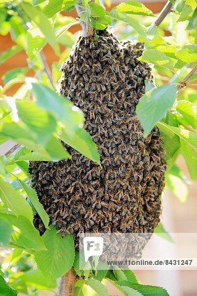 Bee hive in a tree  wild bee hive  Spain  Europe