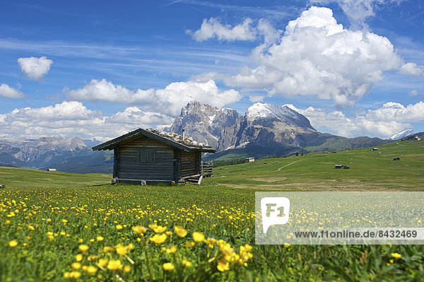 South Tirol  Italy  Europe  Seiser Alm  Langkofel  Dolomites  mountain landscape  mountains  scenery  nature  Trentino  alpine hut  mountain hut  hut  alp  flower meadow  flowers  spring  spring  outside  day