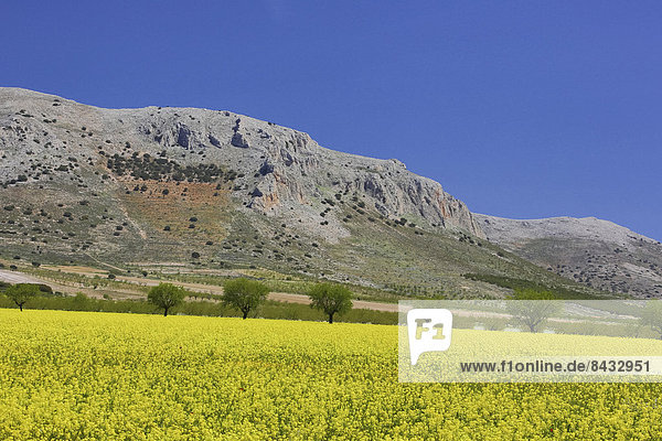 Spain  Europe  Andalucia  Region  Almeria  Province  colourful  colours  flowers  landscape  natural  nature  poplars  red  red earth  spring  trees  wide  yellow