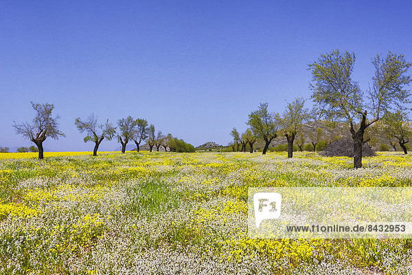 Spain  Europe  Andalucia  Region  Almeria  Province  colourful  colours  flowers  landscape  natural  nature  poplars  spring  trees  wide  yellow