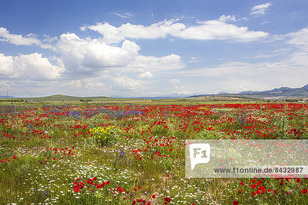 Spain  Europe  Andalucia  Region  Malaga  Province  landscape  amapolas  poppies  field  amapolas  poppies  cloud  colour  colourful  flowers  green  skyline  spring