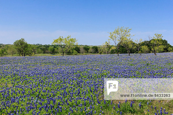 Ennis  Texas  bluebonnets  lupinus texensis  field  springtime  flowers