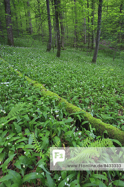 Blume Baum grün Gemüse Wald Boden Fußboden Fußböden Blüte Pflanze Holz Bärlauch Allium ursinum Schweiz Kanton Zürich