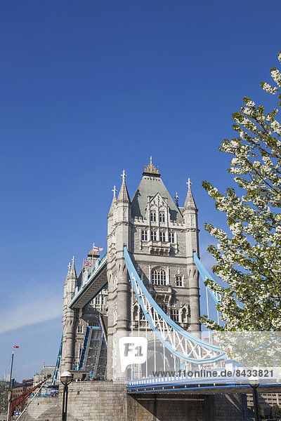 England  London  Southwark  Tower Bridge and Spring Blossom
