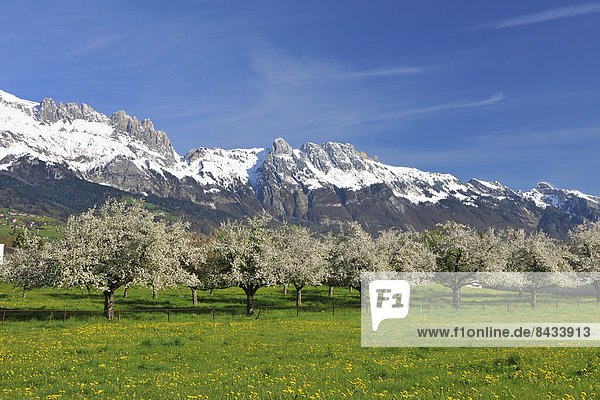 Switzerland  Europe  canton  St. Gallen  Grabs  Rhine Valley  blossom  flourish  fruit-trees  blossom  Kreuzberge  Saxerlücke  mountains
