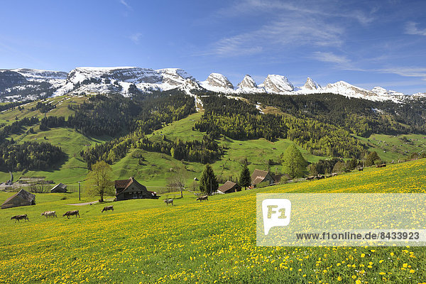 Switzerland  Europe  canton  St. Gallen  village  mountains  Toggenburg  Wildhaus  Churfirsten  spring