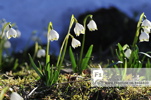 Spring Snowflake  Leucojum vernum  Amaryllidacea  cluster  flowers  blossoms  plant  spring  valley  Klöntal  Canton  Glarus  Switzerland