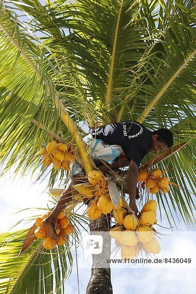 Mann erntet Kokosnüsse vom Baum  Mauritius