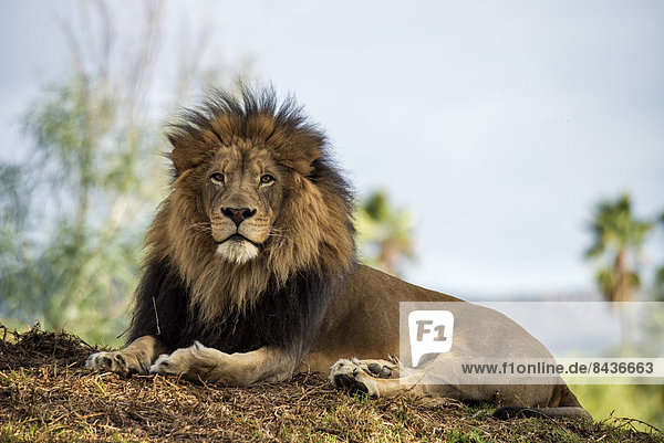 Löwe  Panthera leo  Portrait  Tier  Tierischer Kopf  Tierkopf  Kopfbedeckung  Männliches Tier  Männliche Tiere  männlich