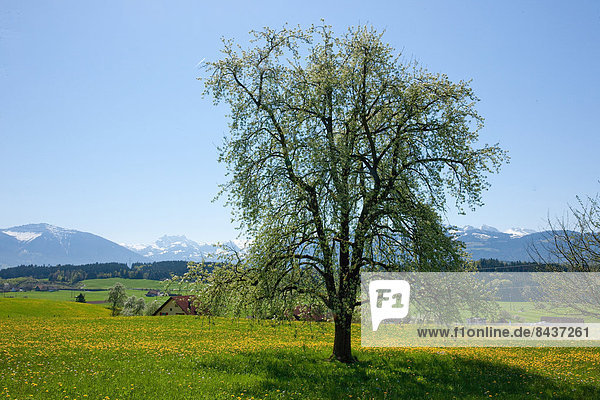 Switzerland  Europe  tree  trees  agriculture  canton  SG  St. Gallen  St. Gall  spring  Linthebene  Eschenbach  Alps