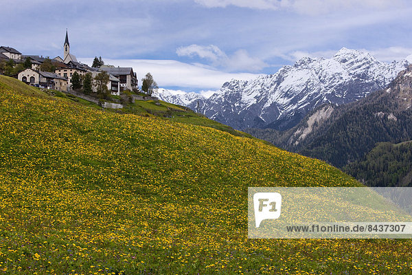 Europa Blume Dorf Kanton Graubünden Engadin Schweiz Unterengadin