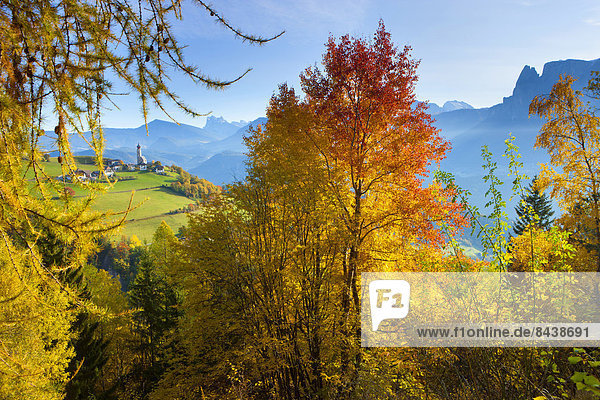 Europa Wald Dorf Holz Herbst Lärche Trentino Südtirol Italien Ritten