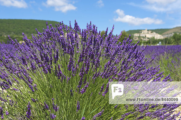 Außenaufnahme  Landschaftlich schön  landschaftlich reizvoll  Sehenswürdigkeit  Frankreich  Europa  Tag  Landschaft  Landwirtschaft  niemand  Feld  Provence - Alpes-Cote d Azur  Banon  Lavendel  Lavendelblüte