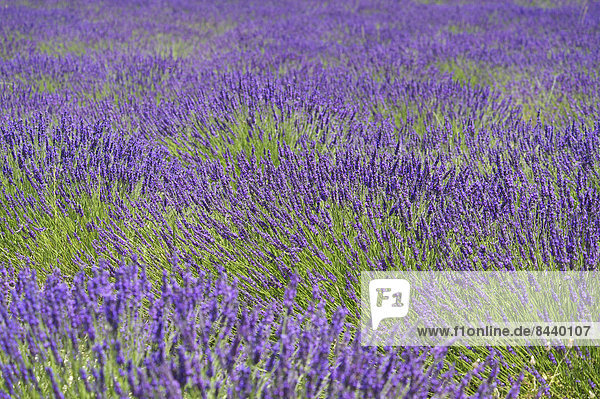 Außenaufnahme  Landschaftlich schön  landschaftlich reizvoll  Sehenswürdigkeit  Frankreich  Europa  Tag  Landschaft  Landwirtschaft  niemand  Feld  Provence - Alpes-Cote d Azur  Lavendel  Lavendelblüte  Sault