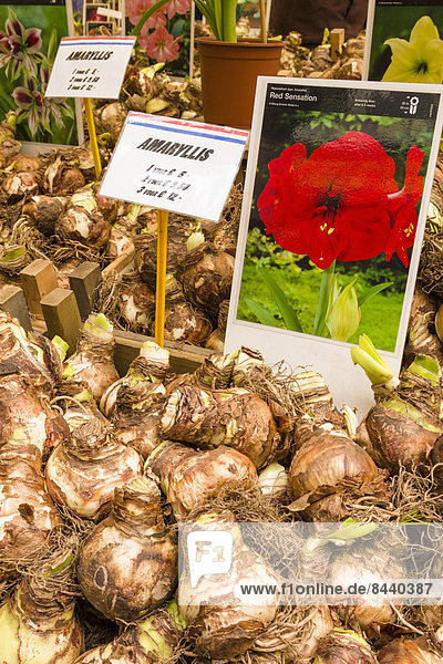 Blume  verkaufen  Amaryllis  Markt