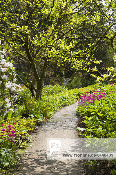 Path through garden  Bodnant Gardens