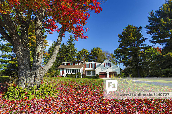 Autumn  Berckshire  Lenox  Massachusetts  USA  United States  America  carpet  foliage  leaves  house  red
